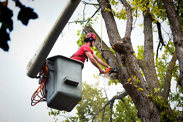 The Steps Involved in Our Tree Care Process in Pekin, IL